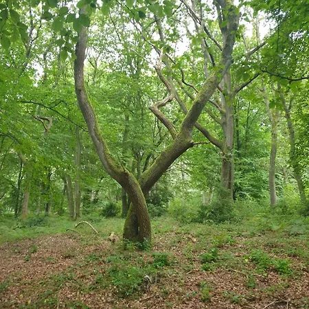 Maison 3 Personnes Entre Et Foret